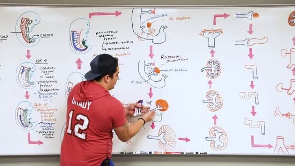 Embryology | Development of the Urinary System