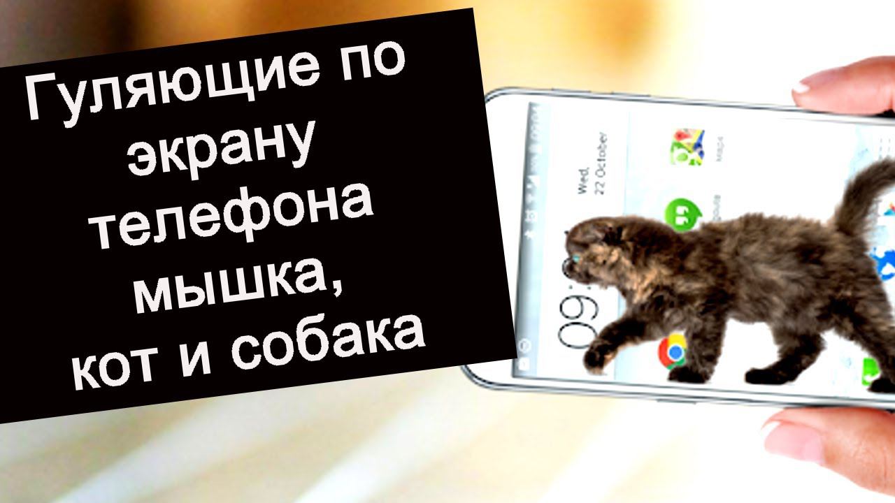 Три программы для экрана Андроид мышка,кошка и собака смотреть онлайн