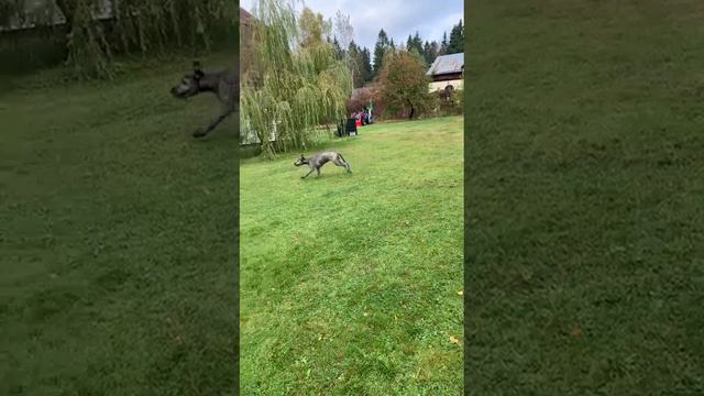 Детские развлекушки