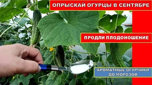 Опрыскиваю огурцы по листу в сенябре! Соседи в шоке- огурцы плодоносят до морозов. смотреть онлайн
