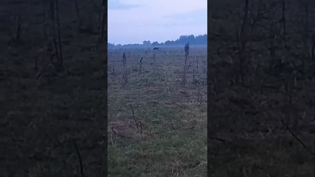 новая озвучка смотреть онлайн