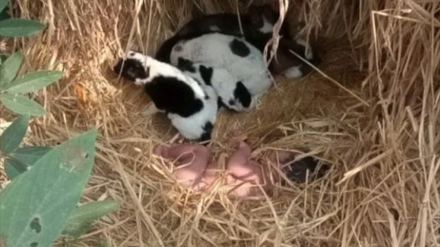 Streunende Hunde fanden neugeborenes Baby, was sie als Nächstes taten, war einfach unglücklich!!! смотреть онлайн