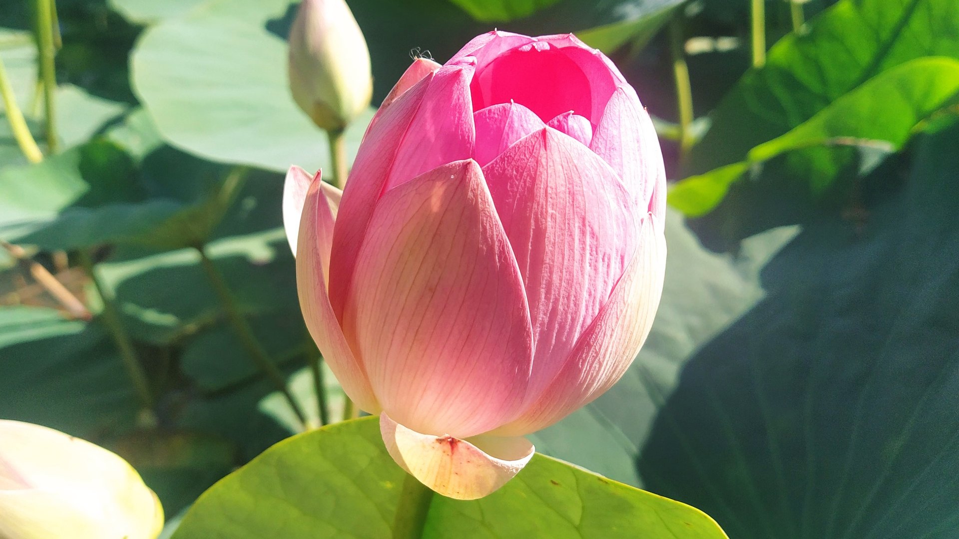 Перегон браги в спирт-сырец.