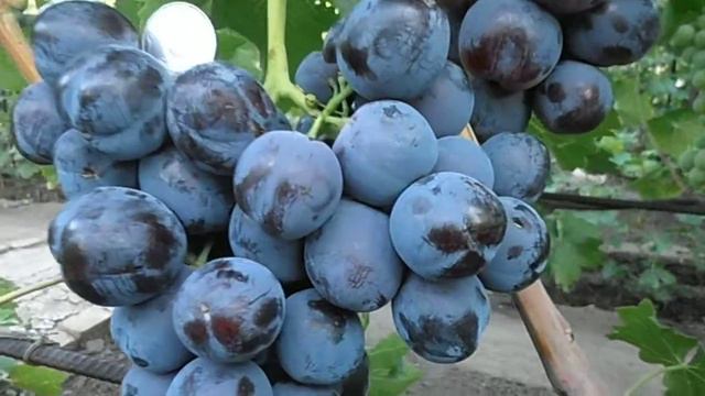 Виноград Раджа смотреть онлайн