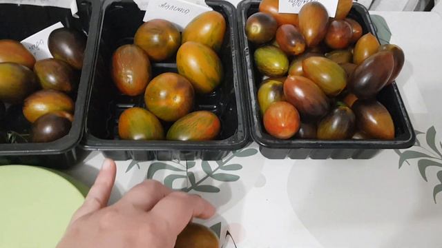 Томат Атомный виноград бреда. Три версии одного сорта. 14.09.23