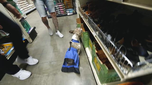 Buying Blind Homeless Puppy EVERYTHING He Touches! ( Kobe now fostered At Home With Me ) смотреть онлайн
