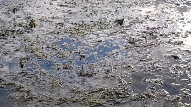ПУПСИ СЛАЙМ В БОЛОТЕ! ПОЙМАЙ ГОМУНКУЛА ЧЕЛЛЕНДЖ 🐸 ЭКСТРЕМАЛЬНАЯ Распаковка Poopsie НА БОЛОТЕ! смотреть онлайн