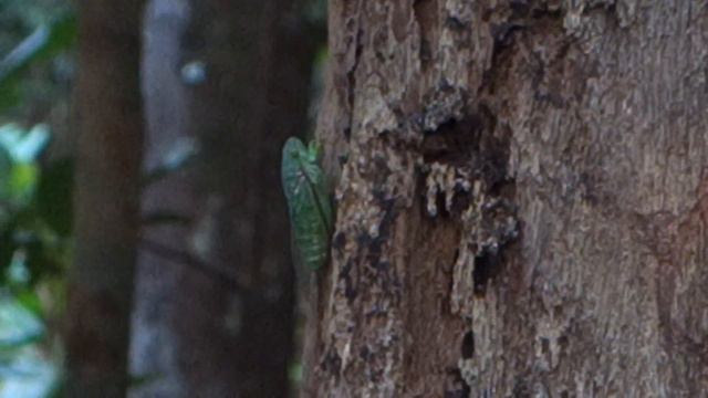 Cicada on the tree @ Damai, Borneo смотреть онлайн