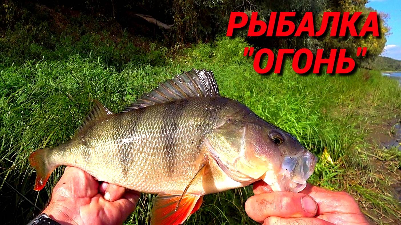 НАШЁЛ СТАЮ КРУПНОЙ РЫБЫ. Рыбалка на ОКЕ с ОТВОДНЫМ ПОВОДКОМ. смотреть онлайн