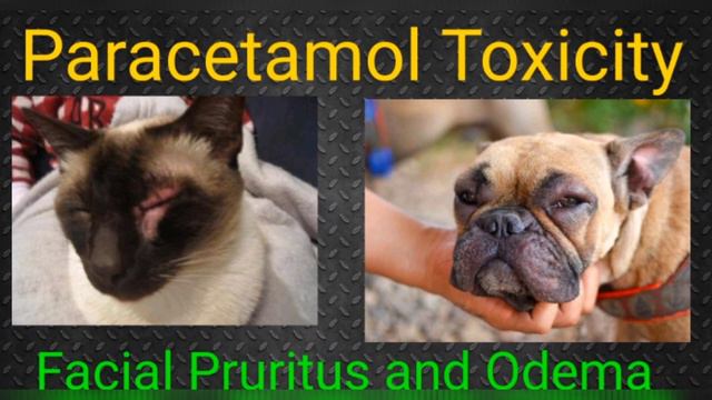 Paracetamol Toxicity in cat and dog: Must watch by all pet lovers смотреть онлайн