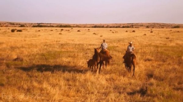 We are free - Hans zimmer ~ music (FOR HORSES AND NATURE LOVERS )