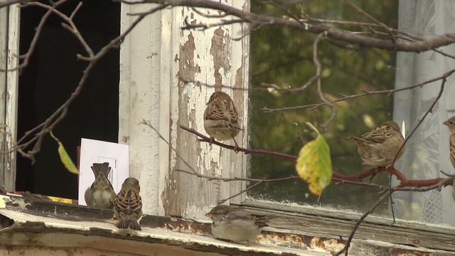 Новости ТВ "Полярные Зори" Кольской АЭС от 28 сентября 2024 г. смотреть онлайн