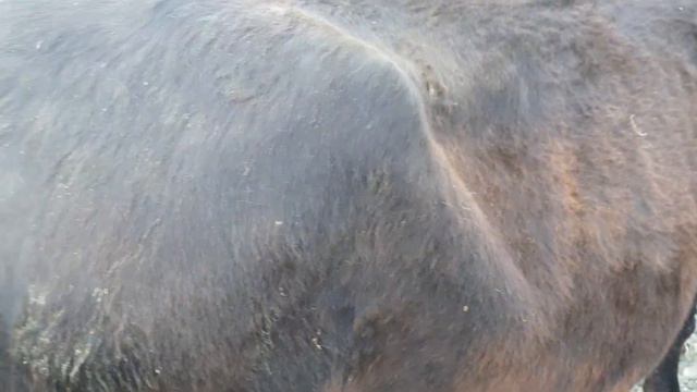 Самарканд Вилояти Пастдаргом Тумани Жума Мол Бозори Нархлари Она Бола Сигирлар Тез Куринг 29 04 202 смотреть онлайн