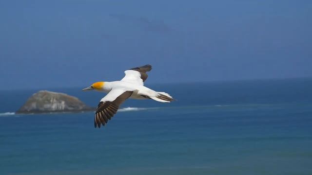 Анонс! смотреть онлайн