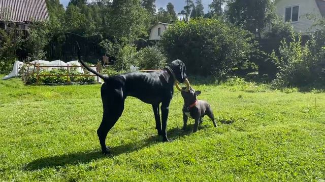 собаки смотреть онлайн