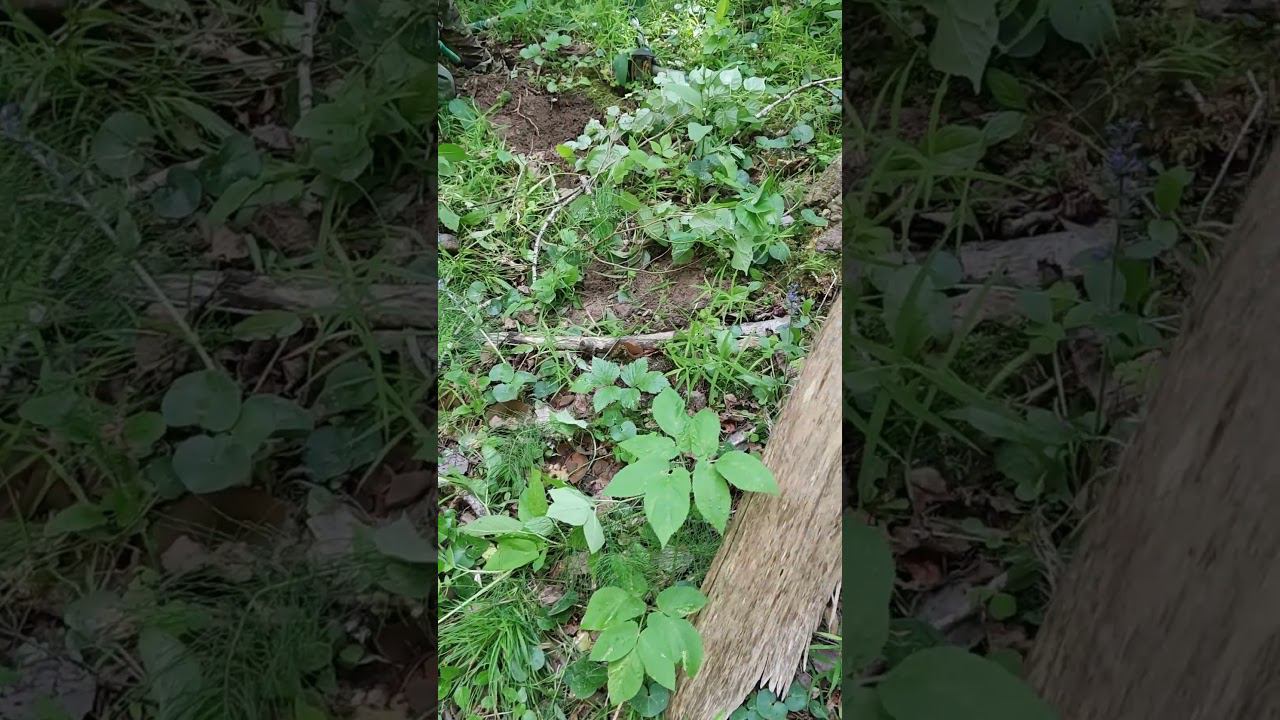 Лицо ленивца вросло в дерево. смотреть онлайн