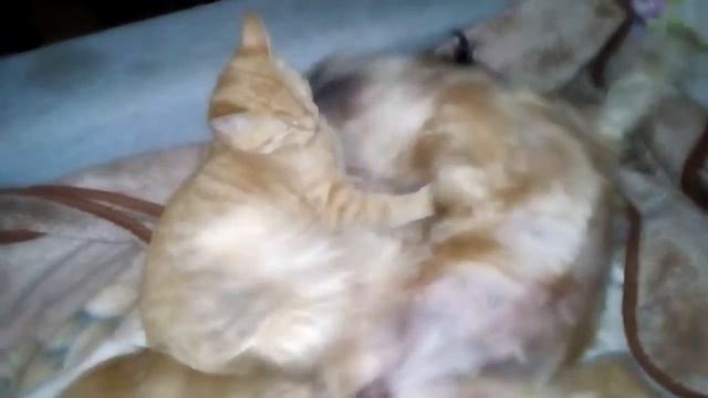 Дружба кота и собачки! смотреть онлайн