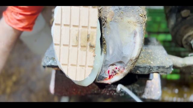 SQUEEZING THIS out of an ANGRY BULL'S HOOF! смотреть онлайн
