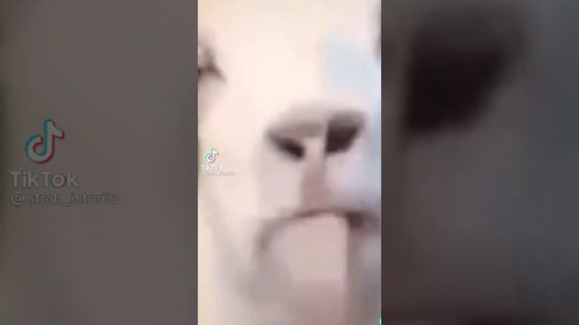 . смотреть онлайн