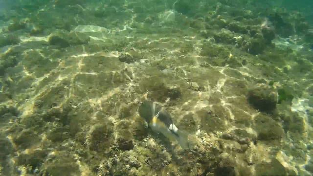 Parrotfish @ Selingan Turtle Island, Borneo смотреть онлайн
