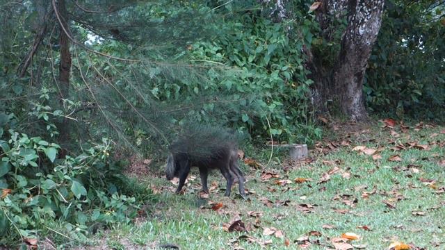 Bornean Bearded Pigs @ Bako Park, Borneo смотреть онлайн