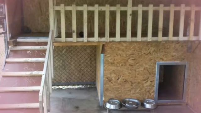 Cane Corso Astor & Sara 2019 Srbija смотреть онлайн