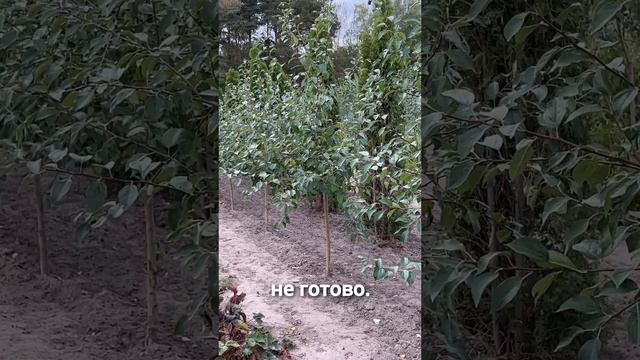 Осенняя пересадка растений. Что и когда делать смотреть онлайн