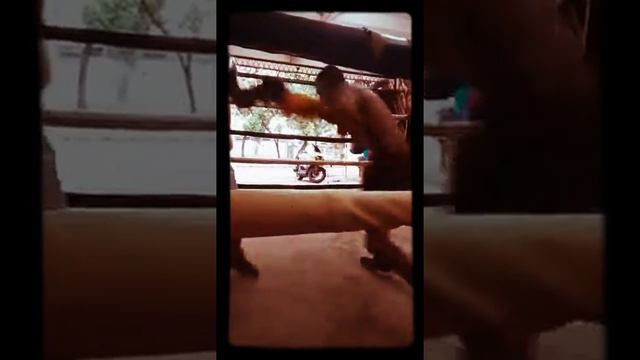 Sparing .. rudolf vs jemz смотреть онлайн