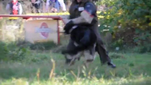 Кир Клайд Каскад ПРК Кеннел смотреть онлайн