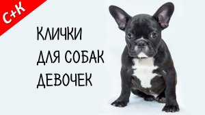Клички, имена для собак девочек. Как назвать собаку.