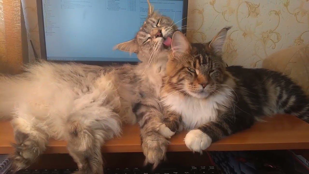 Как коты помогают работать смотреть онлайн