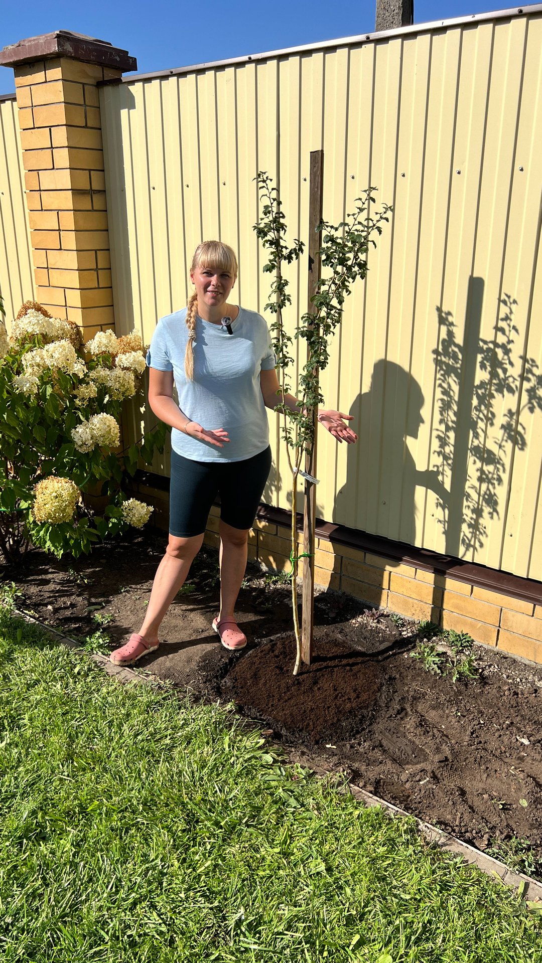 Боярышник Пауль Скарлет, посадка смотреть онлайн