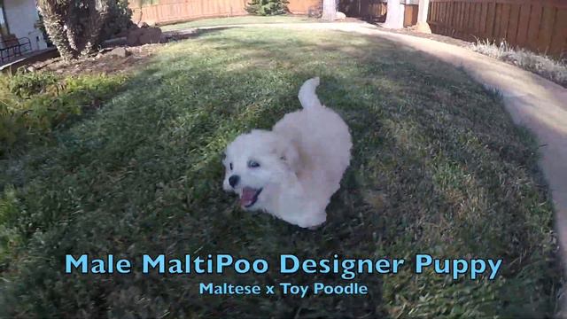 ''Troy" Male MaltiPoo Designer Puppy For Sale in San Diego!!! смотреть онлайн