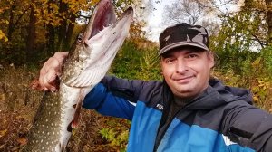 ОСЕННЯЯ ЩУКА РВЁТ ЖИВЦА!!! РЫБАЛКА НА КРУЖКИ И СПИННИНГ на малой реке!