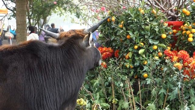 Cow eating off flowerbed @ Lantau Island, Hong Kong смотреть онлайн