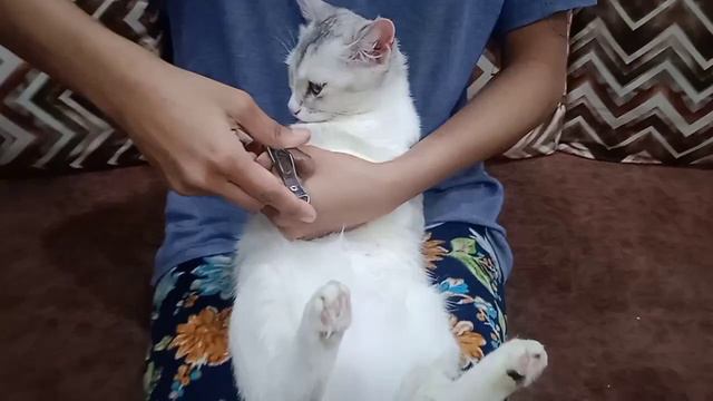 kitten sultan kitten selin🐾 simba nail cutting✂ funny animals 2024 смотреть онлайн