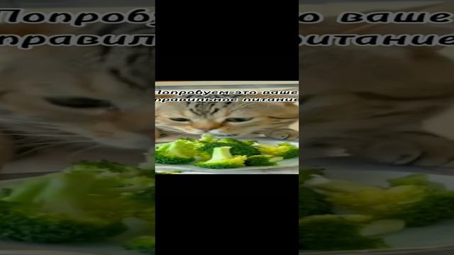 #Попробуем это ваше правильное питание 🐱 смотреть онлайн