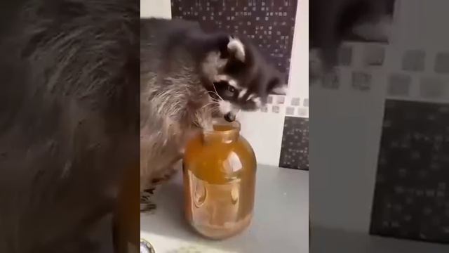 Хулиганы на дому 🤣🤣🤣 смотреть онлайн