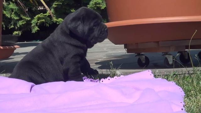 4 Wochen alte Cane Corso Welpen aus Bonita & Paolo. смотреть онлайн