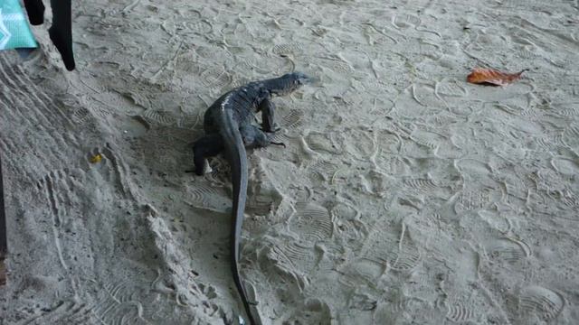 Giant Water Monitor Lizard @ Sapi Island, Borneo смотреть онлайн