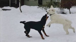 ДТ - 289. Служебные породы- живой урок