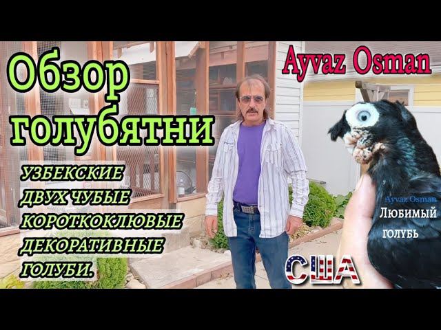 УЗБЕКСКИЕ ДВУХЧУБЫЕ КОРОТКОКЛЮВЫЕ ДЕКОРАТИВНЫЕ ГОЛУБИ. США. смотреть онлайн
