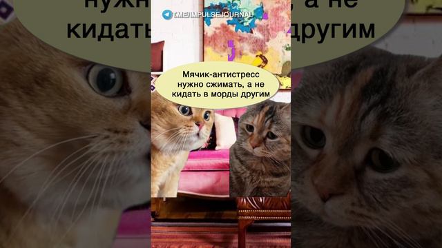 Личная терапия #мыкотики #вмем #разговор #анекдот #шутки #кот #юмор #смешное #прикольно #мемы #cat смотреть онлайн
