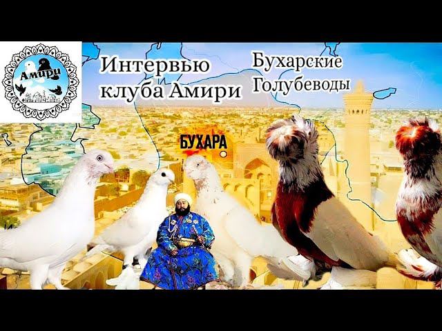 Приехал в Бухару, Взял интервью у основателей клуба "Амири". Ярмарка голубей. Бухара удивляет #обзор смотреть онлайн
