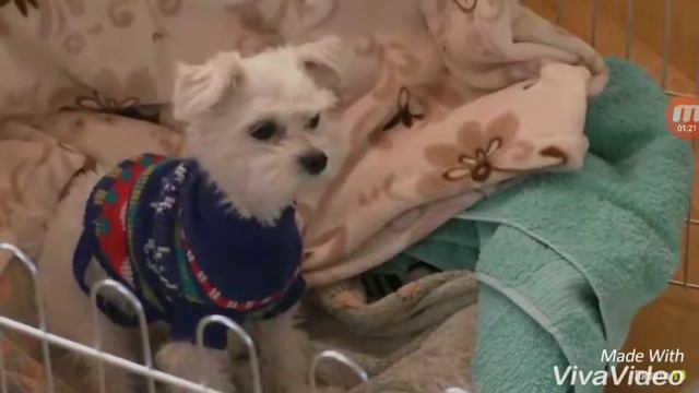 Клип для канала ляпота тв смотреть онлайн