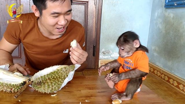 Monkey YoYo JR first ate durian| Very funny reaction of Monkey when eating durian смотреть онлайн