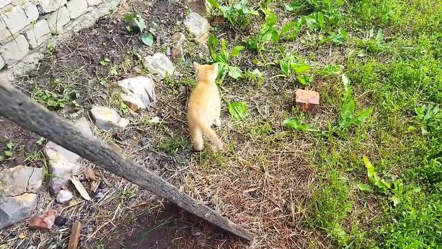 Кошка воспитывает котенка смотреть онлайн