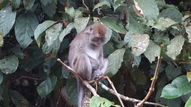 Macaque @ Kinabatangan, Borneo смотреть онлайн