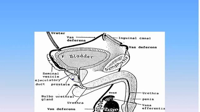 19 Male Organs of Reproduction Anatomy Intro Dr Ahmed Kamal смотреть онлайн