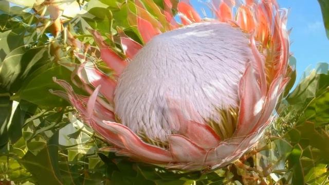 🌺🏵️🌸Yoshio KIMURA - Koyubi No Omoide🌼💮🌻🌿 смотреть онлайн